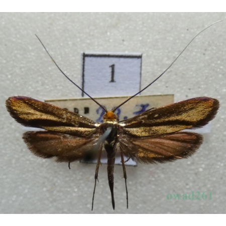 Nemophora metallica (Poda, 1761) Wąsateczka lśniaczek Czech1